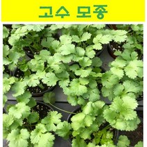 쌈채소 모종/ 고수 모종/ 10개 MJ02