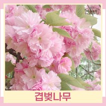 벚나무 묘목 겹벚 R3cm(분) 1개