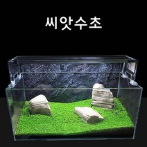 영아쿠아 수초씨앗 씨앗수초 쿠바펄모양S 2g
