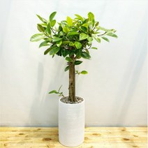 뱅갈고무나무 관엽식물 거실화분 개업 화분 160cm, 서랍식받침