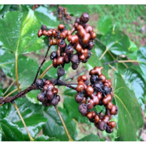 틔움해찬농원 헛개나무 묘목 헛개열매 헛개 최소구매수량5주