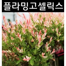 무늬버들(플라밍고샐릭스)나무 묘목 키1.2m 스탠드형 포트 1개/활엽수/정원용