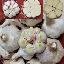 23년 국산 창녕마늘 홍산마늘 햇마늘 저장 장아찌 통마늘 상 중 3kg 5kg, 창녕마늘상5kg, 1개