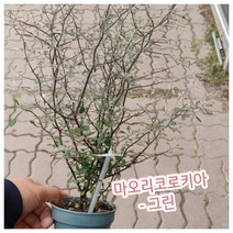 꽃나라엘리스 마오리코로키아-그린(대)/감성 가득한 무드를 만들어주는 마오리 코로키아