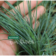 은사초 [4포트](복남이네 야생화 모종 블루 페스큐 훼스큐 fescue) 그라스, 1개