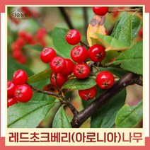 초크베리나무 묘목 아로니아 레드초크베리 실생5~6년생 결실주(분) 1개