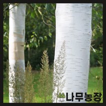 (나무농장) 잭큐몬티자작 조직배양묘 2년생 포트