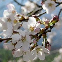 벚나무(제주왕벚)접목1년/묘목/c1667