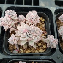 다육세상 다육이 리틀장미금