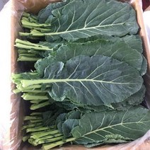 케일 500G 쌈케일 녹즙케일 KALE, 케일(1KG/할인가)