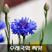 [해피플라워] 수레국화 씨앗 5g(약 1200립) / 봄 가을 파종 꽃씨