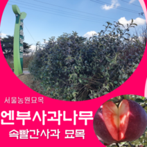 서울농원묘목/사과나무묘목 엔부사과 (속빨간 사과) M26 이중접목 유실수 과실수
