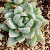 다육식물(세인트루이스금) 118, 1개