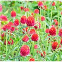 포천매화동농장 꽃씨앗 (20립) 천일홍 레드 선홍색 씨앗 종자씨앗 야생화 씨앗모음