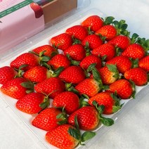 [당일수확 산지직송] 프리미엄 담양 설향딸기 고당도 24구-2박스(1.8kg내외) 남도오일장