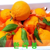 상큼한 한라봉3kg 제주한라봉 싱싱지오, 한라봉3kg(7-8과)선물용