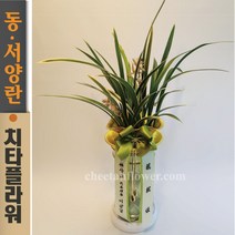 치타플라워 동양란 무늬난 채홍 [CD05-003] 승진 개업 축하 난 동양난 영전 취임 생일 선물 화분 고급 란 전국 당일 배송 꽃배달