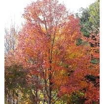 설탕단풍나무 묘목 실생 메이플 케나다단풍, 1년생(포트묘), 1개