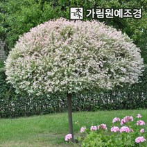 플라밍고 셀릭스 삼색버드나무 가림원예조경, 화이트핑크 셀릭스 R3cm 스탠다드형