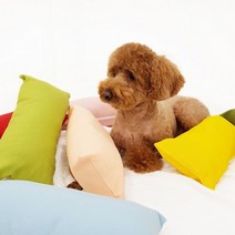 7컬러 강아지 베개.펫션피플, 하늘