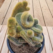 복실복실 밍크선인장느낌 여우꼬리철화 다육식물1-150, 단품