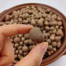 영양만점 국내산 참마씨 마 씨앗 1kg/2kg/5kg, 마 씨앗 5kg