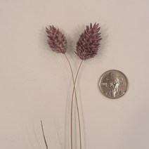 밍블랑 셀프인테리어 디퓨저재료 모음 DIY 디퓨저 공병 섬유스틱 리필오일 디퓨저스틱, 1개, 포아플란츠 빈티지 바이올렛(2줄기)