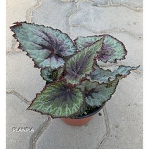 베고니아 미스루지아나