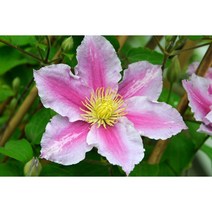 유럽 클레마티스 필루 12CM 사각포트 신품종 큰꽃으아리 야생화 봄꽃 넝쿨식물 꽃보러가자