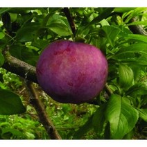 자두나무 자두묘목 신품종특선 트리팜원예, 도담