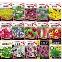 세계 꽃씨 노지월동 식물 야생화 허브 봄 여름 가을 제충국 디기탈리스 새싹 알리섬 꽃씨앗, 금어초