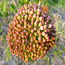 유럽분꽃나무 H1.7~1.8 (개화주)(뿌리원예)