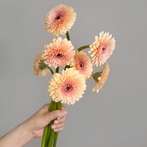 폼포니 거베라 농장 직배송 꽃배달 정기배송 화훼농가돕기 꽃 정기구독, 금요일 도착(수요일까지 주문)
