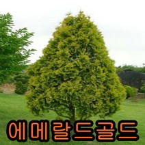에메랄드골드 삽목1년묘(어린묘목) 20그루 나무 묘목 꽃나무 유실수 과일나무 조경수 울타리나무