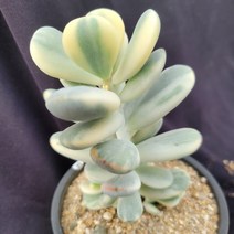 [메카다육]44-1205 방울복랑수박금(다육금) 화분포함 다육식물