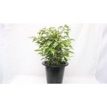 [골든플랜트] 나타샤벤자민 중대품 무늬칼라벤자민 스트라이트벤자민 무늬벤자민 칼라벤자민 벤자민 공기정화식물