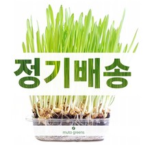 뮤토 잘키운 친환경 캣그라스 생화 단품/ 정기배송 캣그라스 보리/귀리/밀 3종, 1개, [정기배송 3회] 귀리1개씩(총3개)_배송주기 한달