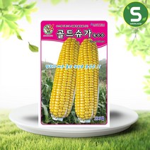 골드슈가옥수수씨앗 100립 초당옥수수 생식용 씨앗, 단품