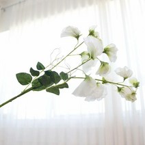 1300K 이너스 조화 스위트피 가지 1P, 단품