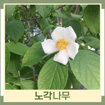 노각나무 묘목 실생2년생 뿌리 특묘 5개