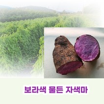 친환경 유기농 자색마 열대둥근마 [산지직송] 혼합2kg 3kg 5kg, 상품, 1kg