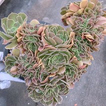 [다육이아지트]할로윈철화, 1개