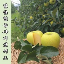 예산명품사과 10킬로그램 선물용 제수용 특대사과 선물받는사람이 행복해하는사과 제수용 선물용, 1박스, 10kg 홍로명품2호