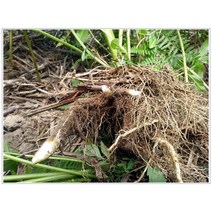 지리산참조은고사리 고사리재배 박스배송 20키로 참좋은 고사리종근 고사리종자용 뿌리 활착률이 좋은 우량품종 식재방법교육 고사리모종