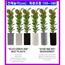 없음 [반값화분] MAIN-대형인도고무나무140 직접배송 축하화분 개업화분 거실화분 카페화분 인테리어화분 아레카야자극락조 알로카시아 파키라 고무나무, 백자고깔