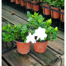 행복한꽃순이//꽃치자(10cm분), 20개