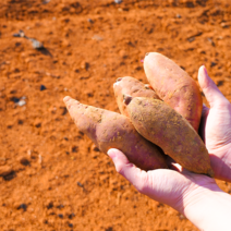 전남 무안 무농약 진또배기 꿀고구마, 100, 왕, 5kg