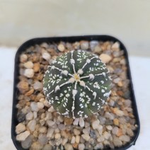 [메카다육]63-0418 슈퍼투구(실생 선인장)화분포함 다육식물