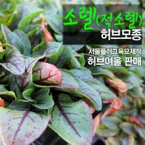 소렐(적소렐/식용허브) 모종, 10개