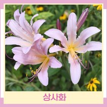 상사화 구근 모종 1판(15개), 15개